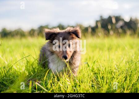 Shetland Sheepdog puppy in a field at sunset. Playing in tall grass. 8 week old puppy. Stock Photo
