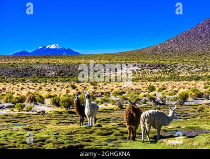 Lama standing in the altiplano landscape of Bolivia Stock Photo