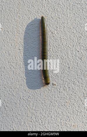 Yellow-banded Millipede On Wall Stock Photo