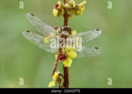 Common Darter Dragonfly, male in the morning dew. With water droplets on wings. Sitting on a meadow plant with yellow flowers. Sympetrum striolatum. Stock Photo