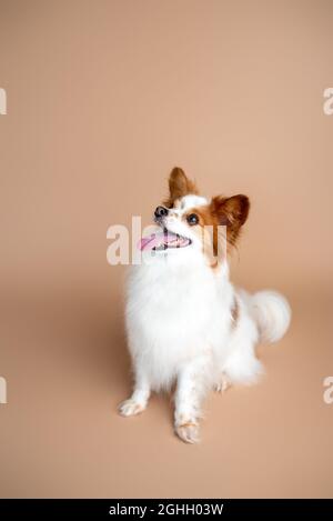 Papillon dog in front of a tan backdrop. Studio dog photography Stock Photo