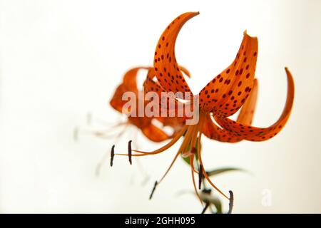 Tiger Lily petals in full blossom. Orange lily flowers isolated on white background. Stock Photo