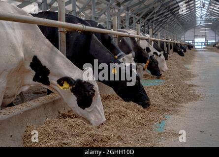 Stalls of a modern barn with cows and rows of special feed. A modern ...