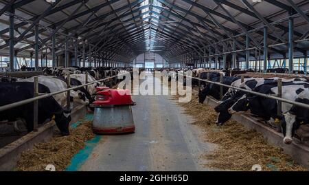 Dairy farm with rows of cows at feeding time Stock Photo - Alamy