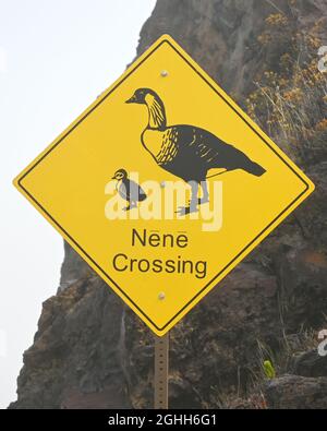 'NENE CROSSING' IN HAWAII Stock Photo