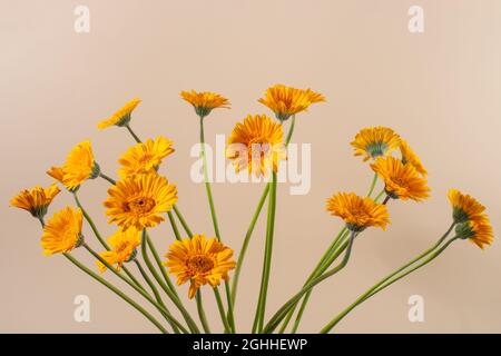 Gerbera flowers bouquet isolated on a beige background. Stock Photo