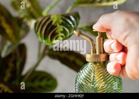 Man watering a Maranta Leuconeura, Fascinator Tricolor, houseplant with a plant mister bottle. Stock Photo