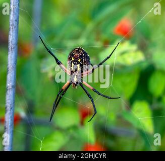 Yellow garden spider, Argiope aurantia, spinning web on tomato plant in garden. Stock Photo