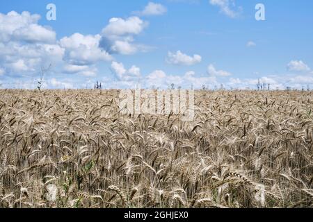 Charmes-sur-Herbasse, Drôme, France - August 2021: Wheatfield with blue sky. Stock Photo