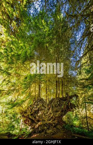 Young trees growing on a dead old tree in the Hoh rainforest Stock Photo