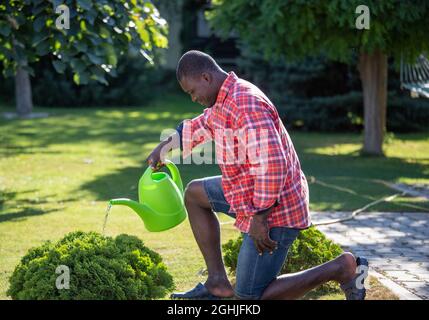Attractive afrfo american man gardening outdoors in summer. Young gardener kneeling while watering bush. Stock Photo