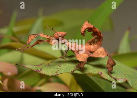 Spectre Stick Insect Spiny Leaf Insect, Extatosoma tiaratum. Male .Also known as Macleays ...