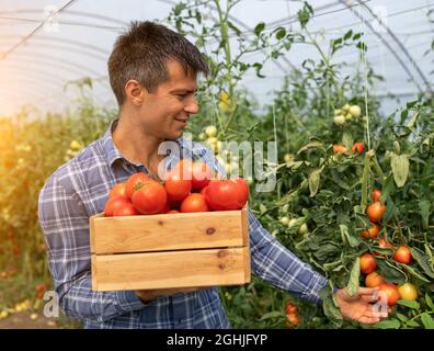 Agronomist holding wooden crate with tomatoes working in greenhouse. Male farmer touching vegetable checking ripeness. Stock Photo
