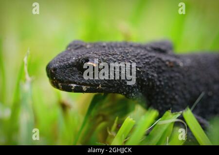 Closeup on a female alpine newt, Ichthyosaura alpestris in green Stock Photo