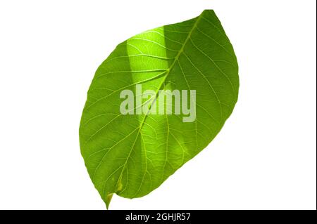 walnut leaf isolated on white background Stock Photo