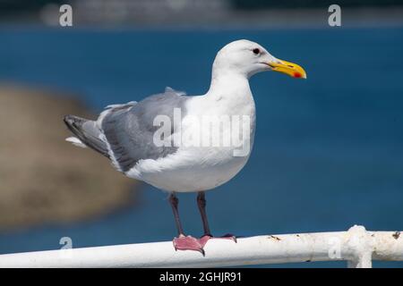 A seagull hitching a free ride on BC Ferries Stock Photo
