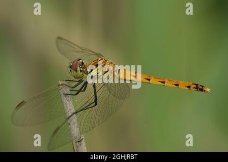Closeup of a female of the very rare and endangered darter , Sym Stock Photo
