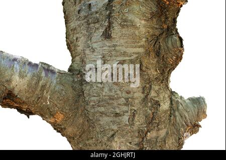 the trunk or bark of wild cherry tree Stock Photo