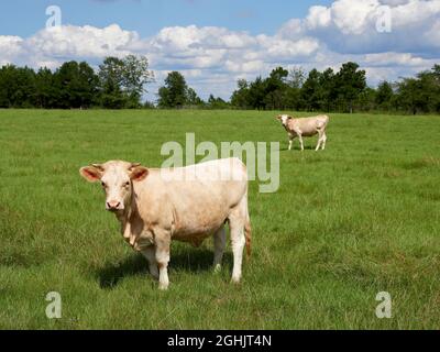 Adult charolais cow or cows standing in a farm pasture in Alabama, USA. Stock Photo