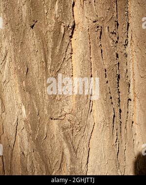Seamless tree bark background. Brown tileable texture of the old tree. Stock Photo