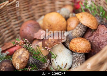Freshly picked wild mushrooms decorated with sprigs of wild heather in wicker basket. Autumn hobby. Stock Photo