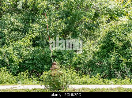 Old fire hydrant overgrown with weeds Stock Photo