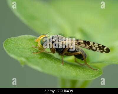 Tiny, very pretty picture-winged fly, Ulidiidae species, with green eyes resting on a plant leaf Stock Photo