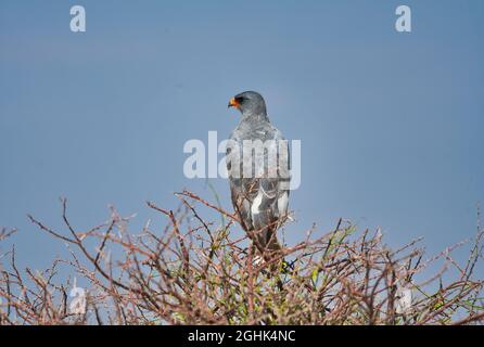The Pale Chanting-Goshawk is standing on the top of a tree. Lifestyle of various wild animals in Etosha National Park. Namibia. South Africa. Oct 2019 Stock Photo