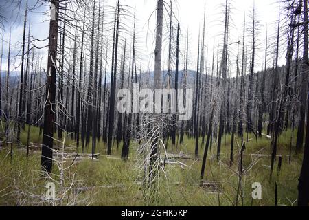 A forest of dead trees after a fire Stock Photo