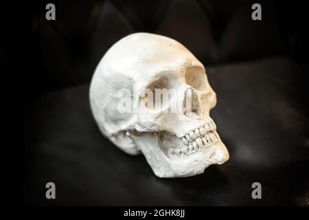Old chipped plaster model of a human skull displayed on black leather in a concept of science, anatomy, medicine or Halloween with copyspace Stock Photo