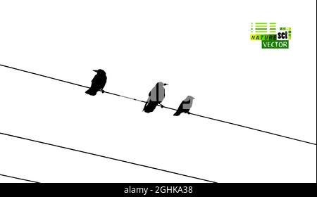 Birds on wires. Vector illustration Stock Vector Image & Art - Alamy