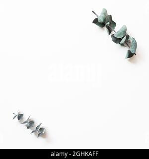 Green eucalyptus leaf frame on white background. flat lay, top view, copy space Stock Photo