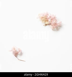 Pink hydrangea flowers frame on white background. flat lay, top view, copy space Stock Photo