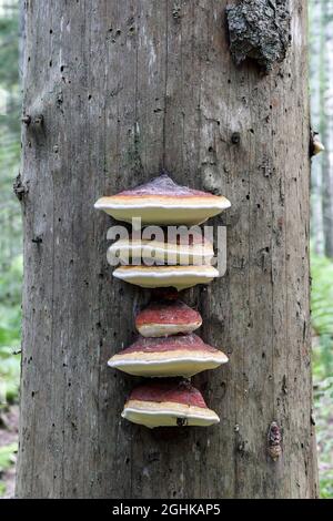 Red belt conk (Fomitopsis pinicola) Stock Photo