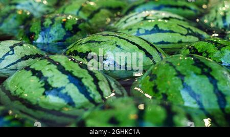 Fruit background. Lots of large sweet green organic ripe watermelons in water. Nutrition and vitamins. A healthy raw food diet. Stock Photo