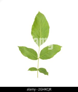 Green twig with walnut leaves on white background, isolate Stock Photo
