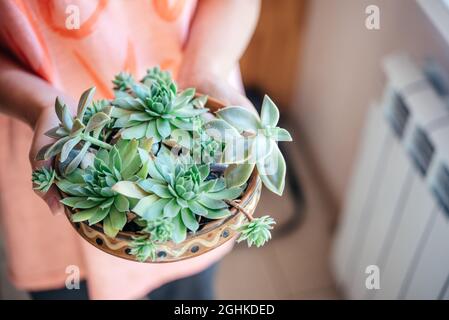 A girl holding different types of succulents in the pot Stock Photo