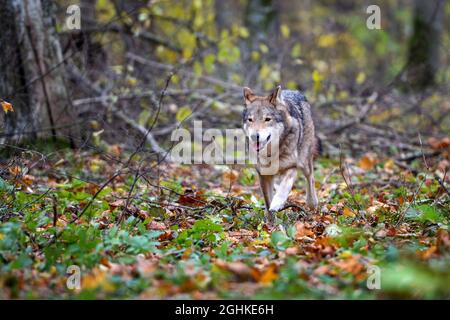 Wolf (Canis lupus) walking in the autumn colored forest. Stock Photo