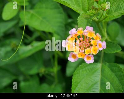 West Indian Lantana blossom ( Lantana camara ) with natural  green background, Group of small flowers with pink petals and yellow pollen Stock Photo