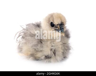 young chick in front of white background Stock Photo