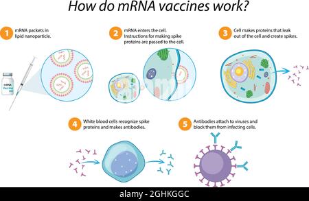How mRNA vaccines work diagram illustration Stock Vector