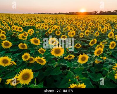Beautiful evening landscape, sunset on a sunflowers field Stock Photo