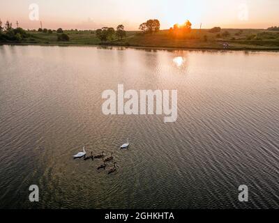 Beautiful swans with chicks on the lake at sunrise Stock Photo