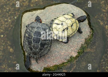 Two turtles on a stone. Turtles in the pond. Animals together. Stock Photo