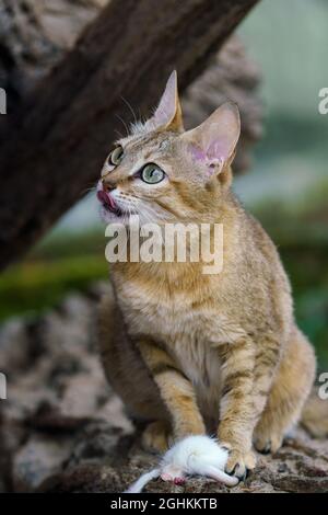 Arabian wildcat with prey (Felis silvestris gordoni), also known as the Gordon's wildcat. Wildlife animal. Stock Photo