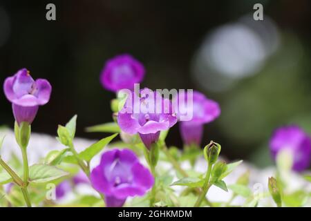 Blooming purple flowers in the morning Stock Photo