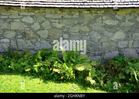 rock masonry wall with big stones and a fern with green leaves grows in front of the wall Stock Photo