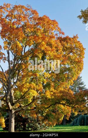 Acer platanoides, Arboretum du Bois de Vincennes, Paris, France Stock Photo