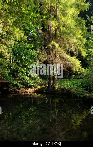 Natural green spruce forest with reflection in the lake and rays of light, mystical atmosphere. Panorama of a beautiful forest. Fairytale forest. Stock Photo