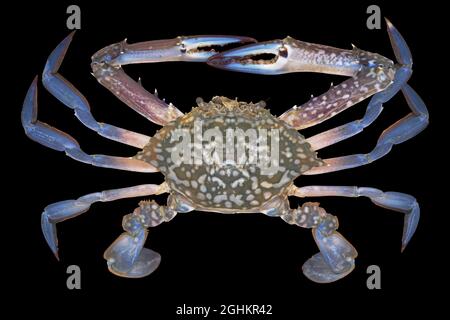 Blue crab isolated on Black Background. Stock Photo